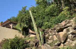 Le grand cactus des Caraibes