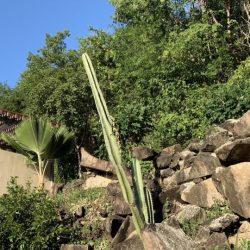 Le grand cactus des Caraibes